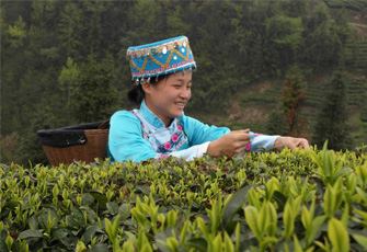Teereise nach China- TeaHouse Grüntee