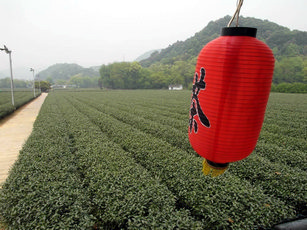 Teereise nach China- TeaHouse Grüntee