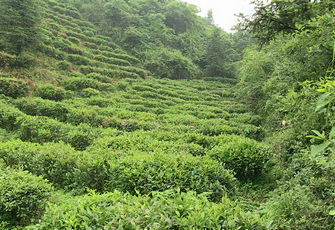 Teereise nach China 2013 - TeaHouse