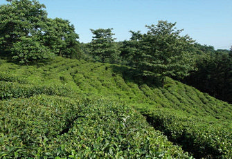 Teereise nach China 2013 - TeaHouse