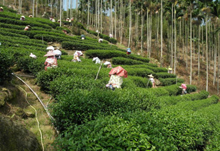 Teereise nach Taiwan - TeaHouse Oolong Tees